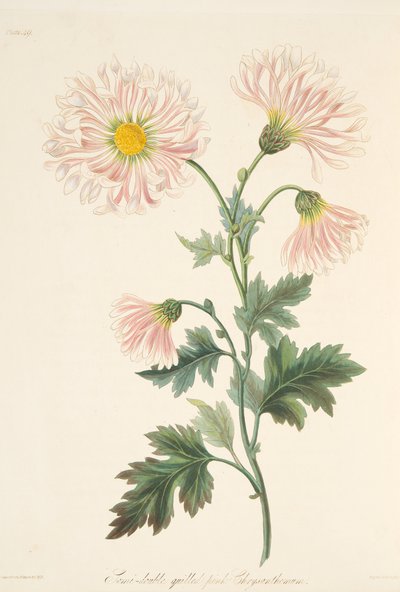 Semi-double Quilled Pink Chrysanthemum, from Floral Illustrations of the Seasons by Margaret Roscoe